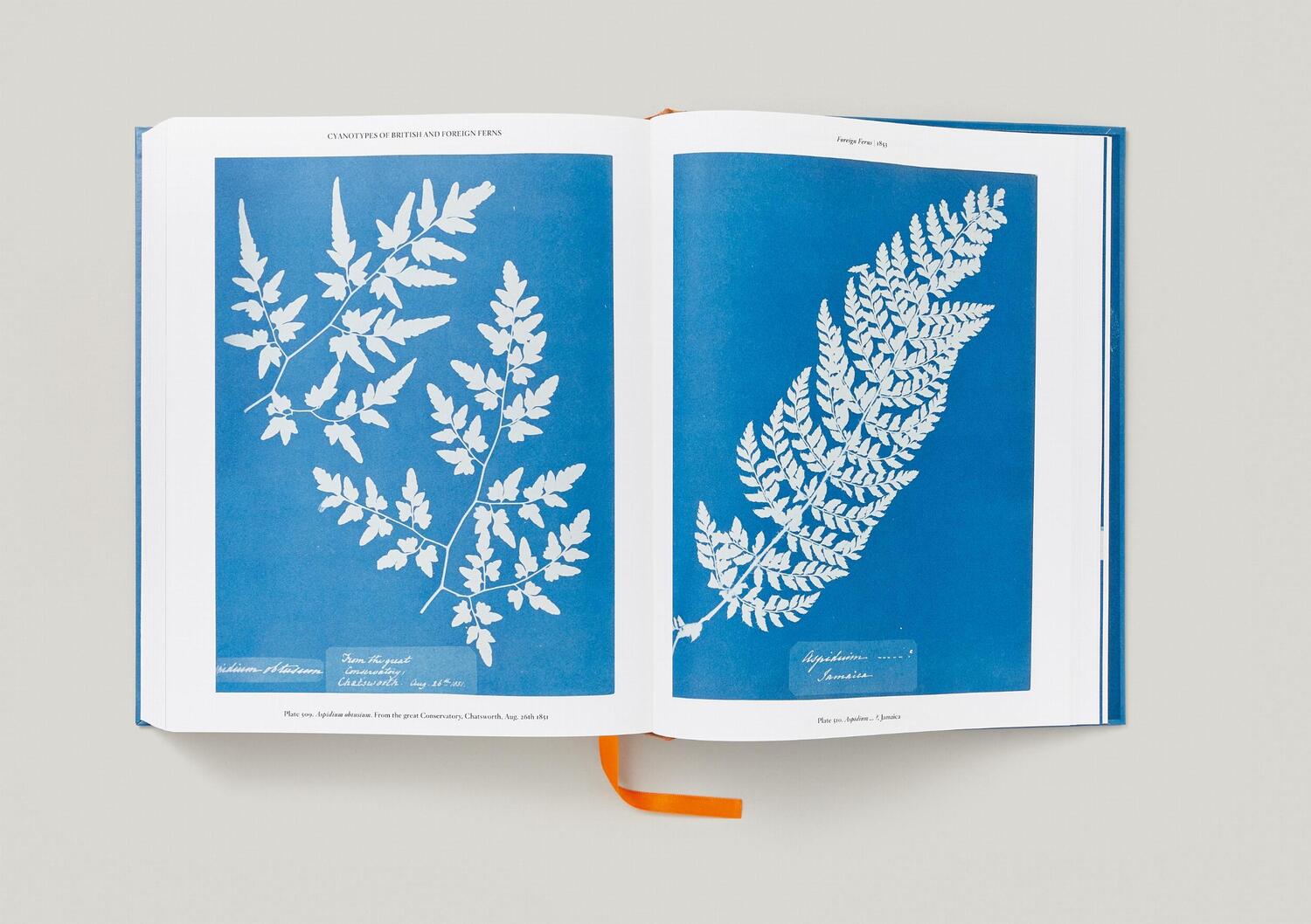 Bild: 9783836596039 | Anna Atkins. Cyanotypes | Peter Walther | Buch | Schuber | 660 S.