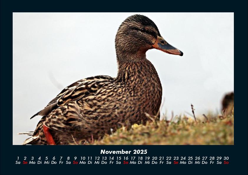 Bild: 9783755989561 | Enten 2025 Fotokalender DIN A4 | Tobias Becker | Kalender | Kalender