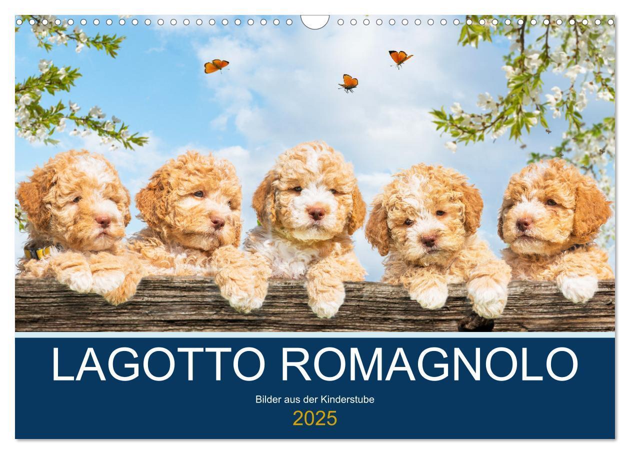 Cover: 9783435028313 | Lagotto Romagnolo - Bilder aus der Kinderstube (Wandkalender 2025...