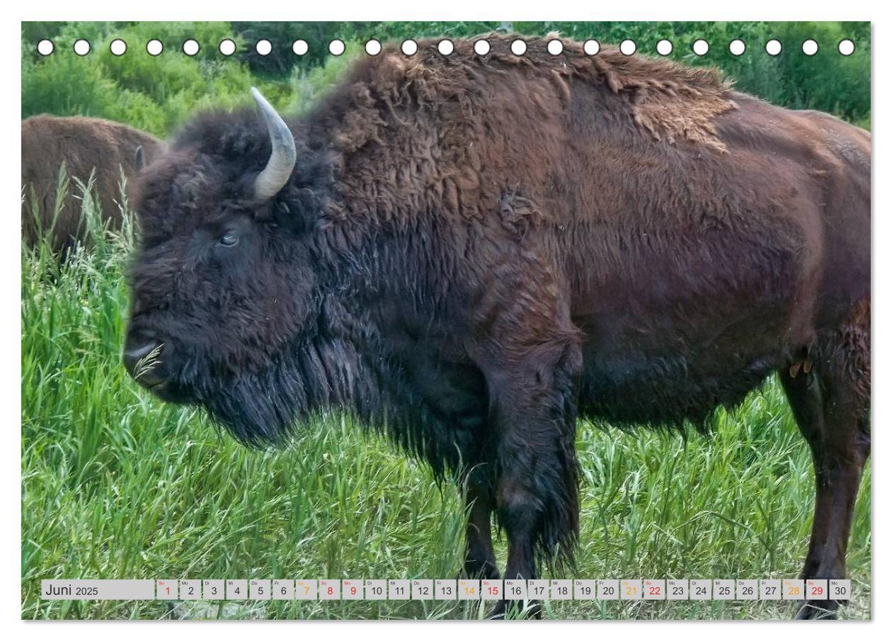 Bild: 9783435579242 | Bison und Wisent - Riesen mit unbändiger Kraft (Tischkalender 2025...