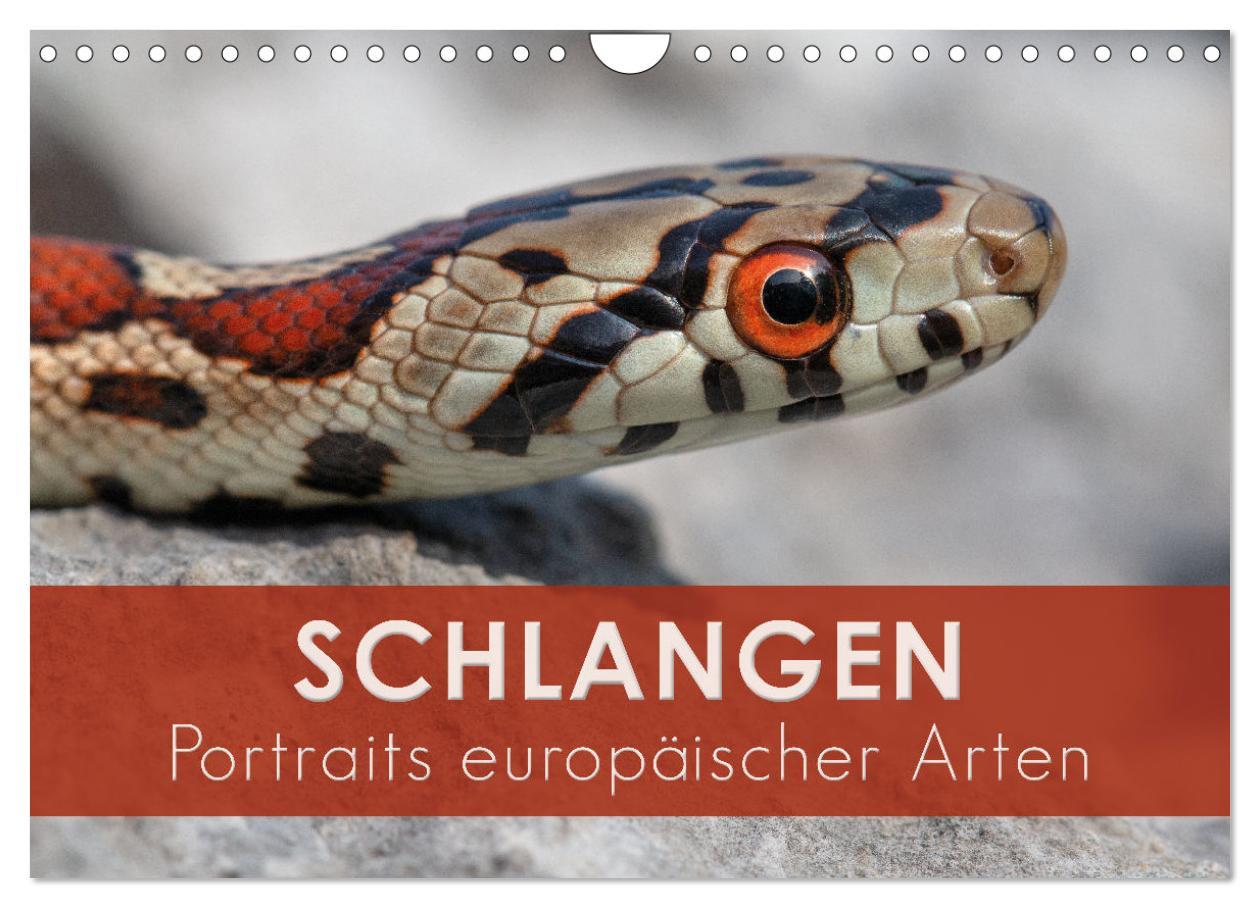 Cover: 9783435365197 | Schlangen - Portraits europäischer Arten (Wandkalender 2025 DIN A4...