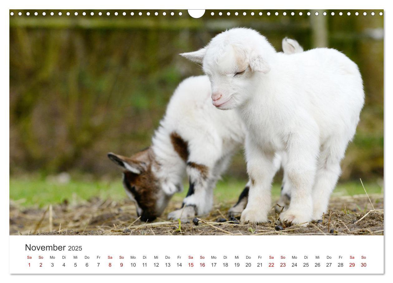 Bild: 9783435053643 | Ziegenkinder (Wandkalender 2025 DIN A3 quer), CALVENDO Monatskalender