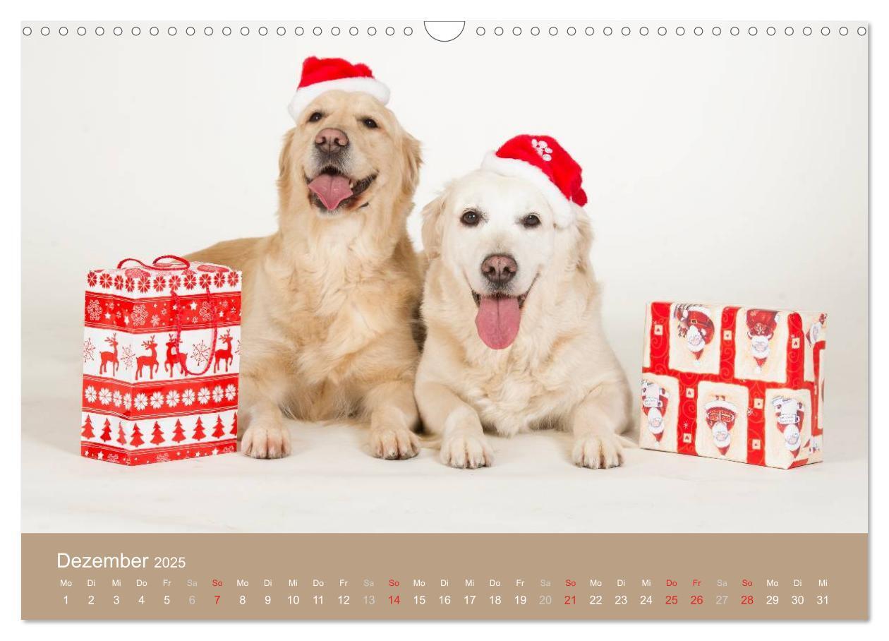 Bild: 9783435743827 | Golden Retriever (Wandkalender 2025 DIN A3 quer), CALVENDO...