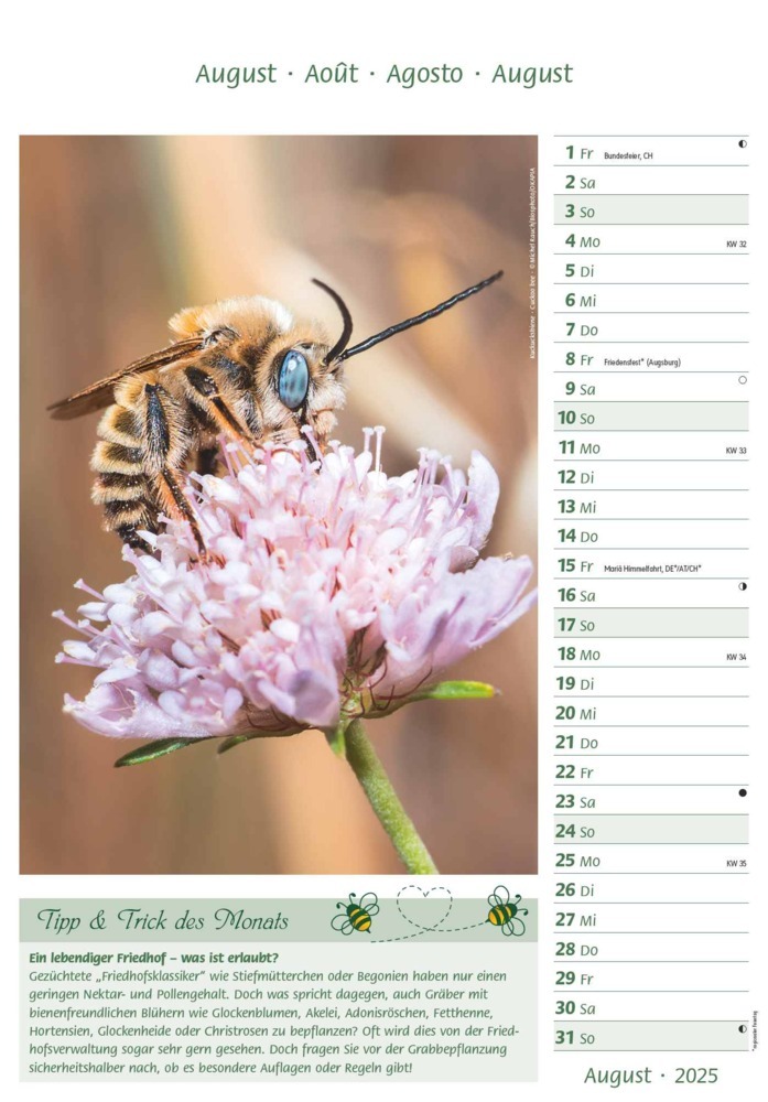 Bild: 4251732344399 | Alpha Edition - Bienen 2025 Bildkalender, 23,7x34cm, Kalender mit...