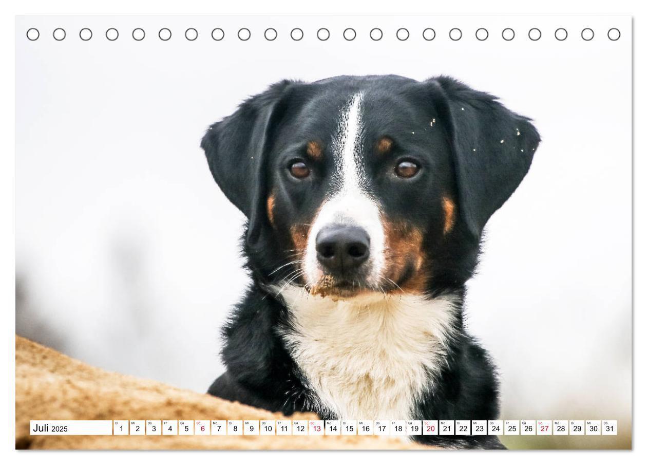 Bild: 9783435331550 | Appenzeller Sennenhunde (Tischkalender 2025 DIN A5 quer), CALVENDO...