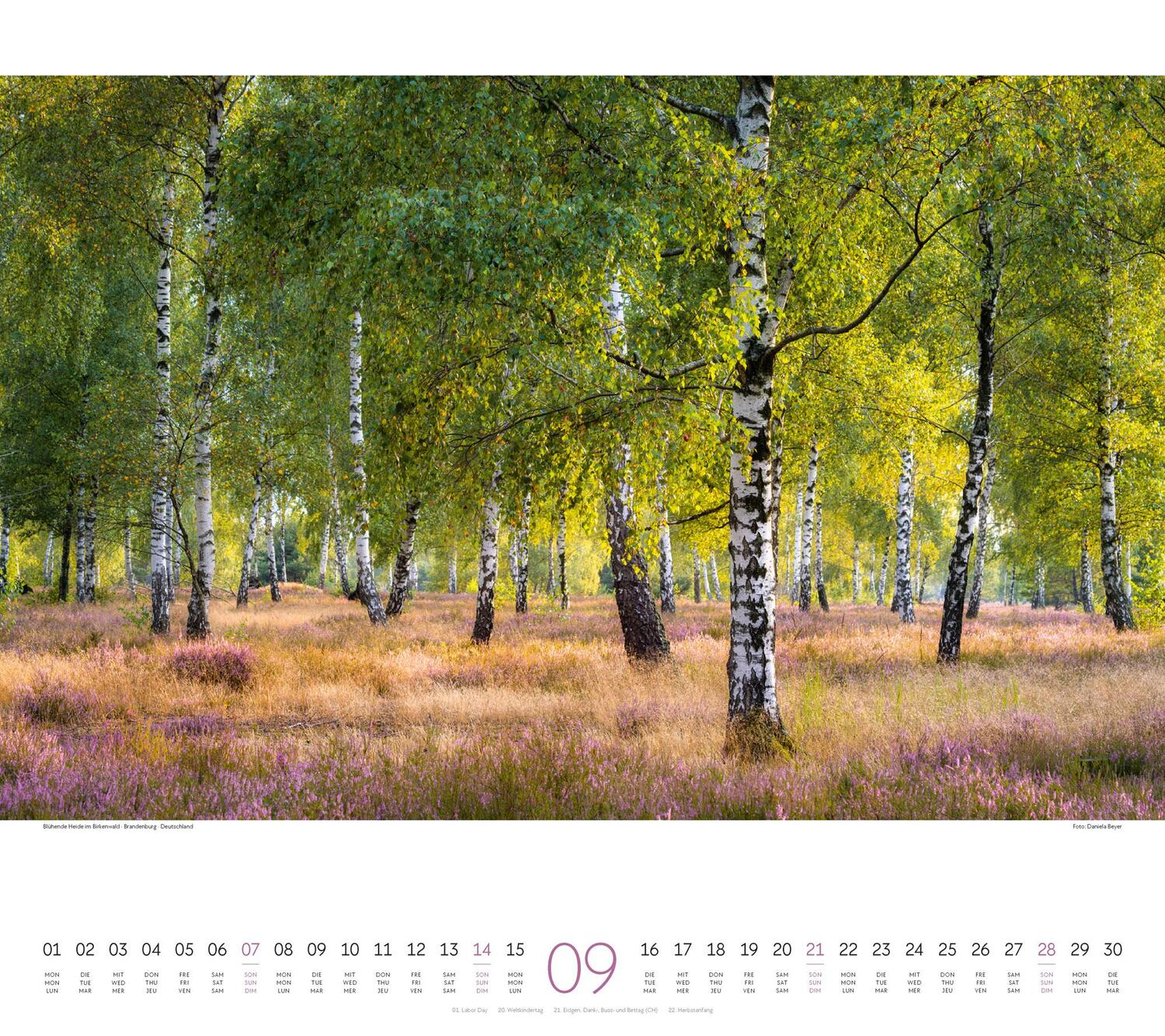 Bild: 9783838425221 | Wald Kalender 2025 | Ackermann Kunstverlag | Kalender | Spiralbindung