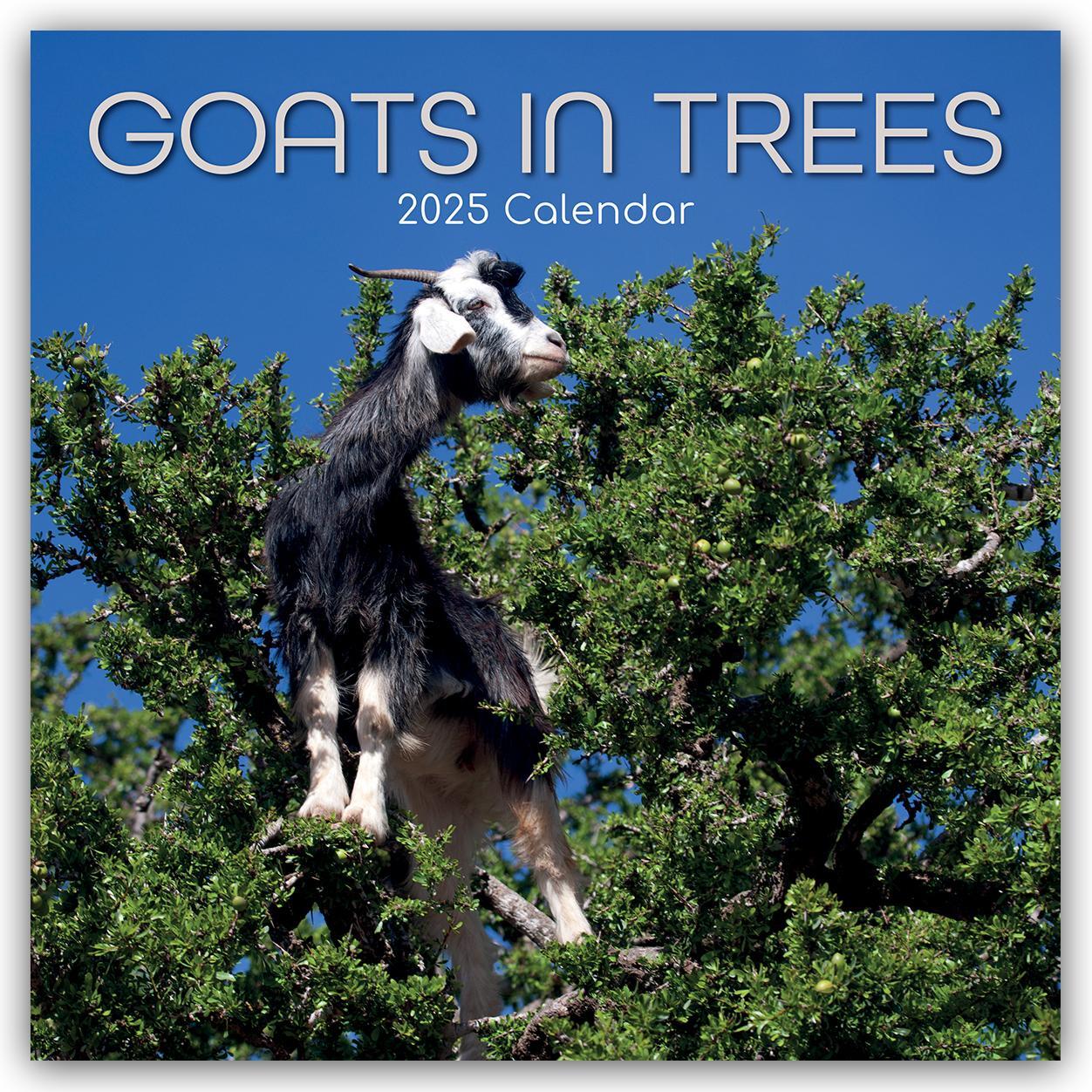 Cover: 9781835360637 | Goats in Trees - Ziegen auf Bäumen 2025 - 16-Monatskalender | Ltd