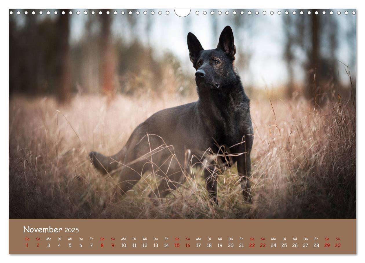 Bild: 9783435350988 | Schäferhunde und Ihre Vielfalt (Wandkalender 2025 DIN A3 quer),...