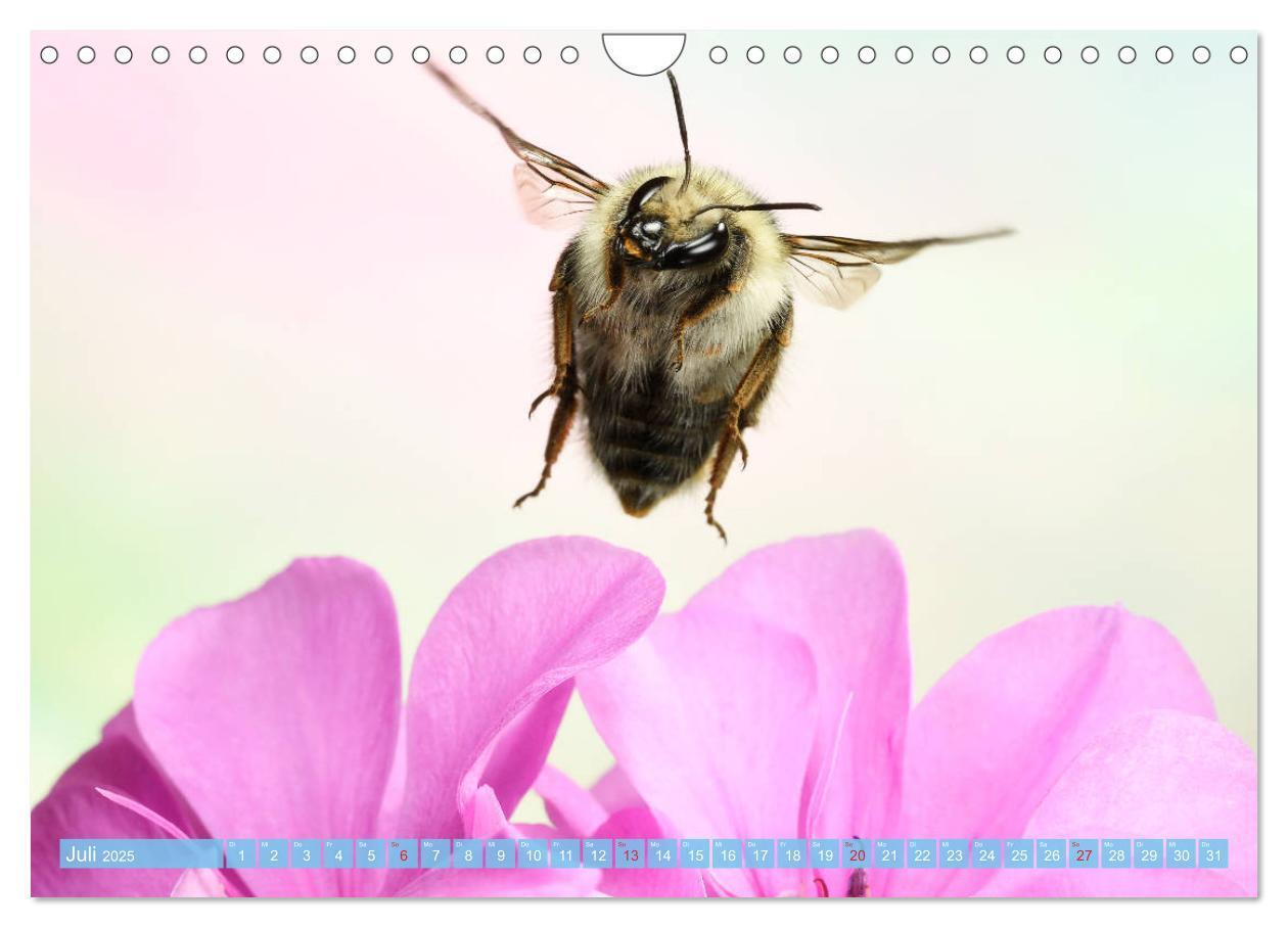 Bild: 9783435220946 | Sechs Beine in der Luft - Wildbienen im Flug (Wandkalender 2025 DIN...