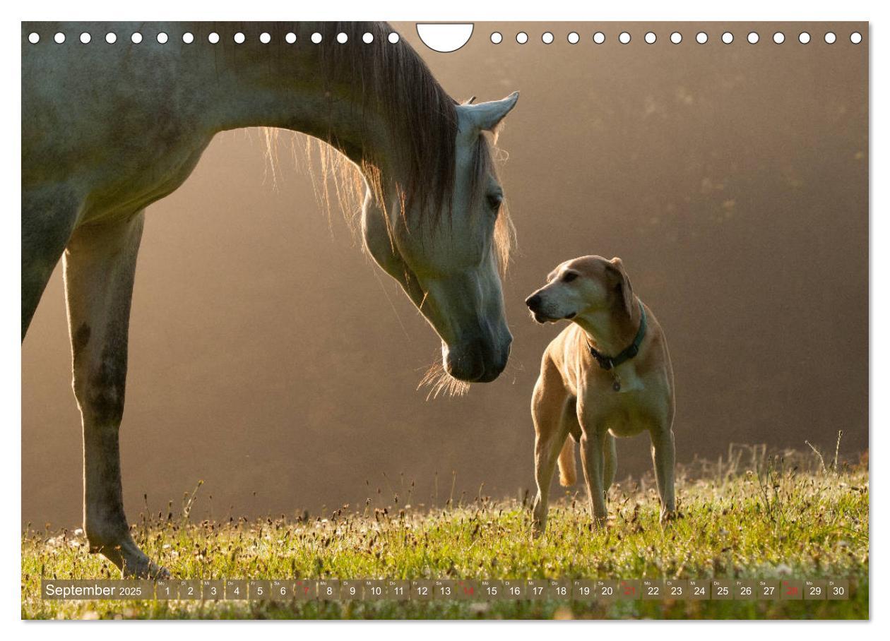 Bild: 9783435275182 | Pferd und Hund - Vierbeinige Freunde (Wandkalender 2025 DIN A4...