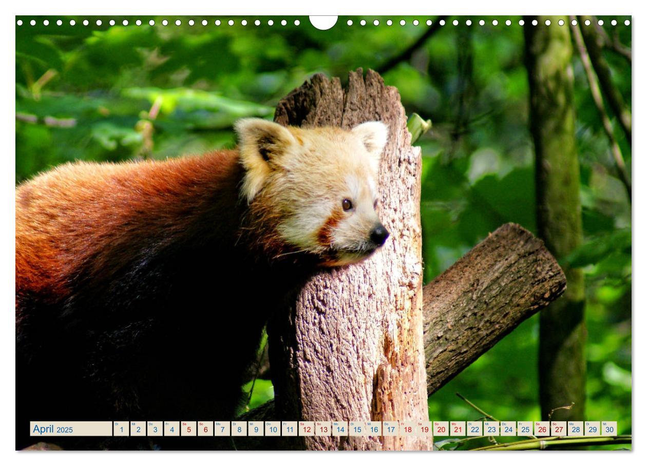 Bild: 9783435357192 | Kleiner Panda auf Entdeckungstour (Wandkalender 2025 DIN A3 quer),...