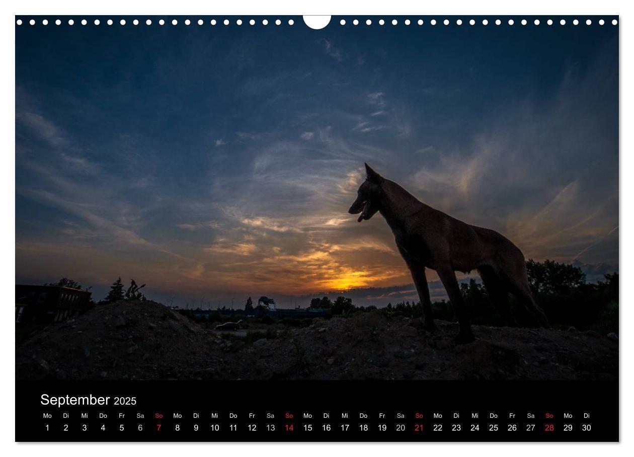 Bild: 9783435638697 | Belgische Schäferhunde - Der Malinois im Licht (Wandkalender 2025...