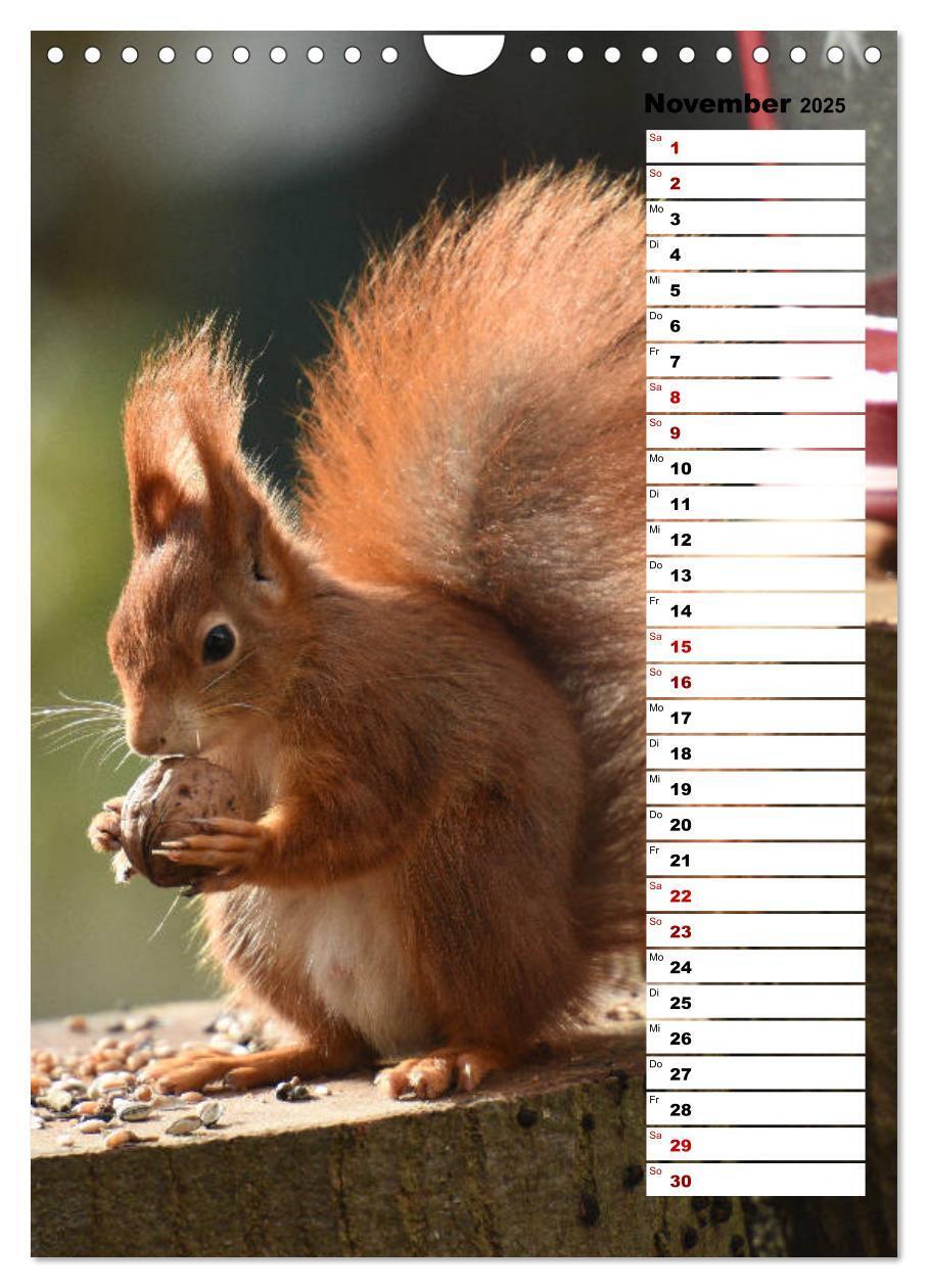 Bild: 9783435985302 | Eichhörnchen - kleine Tiere, große Liebe (Wandkalender 2025 DIN A4...