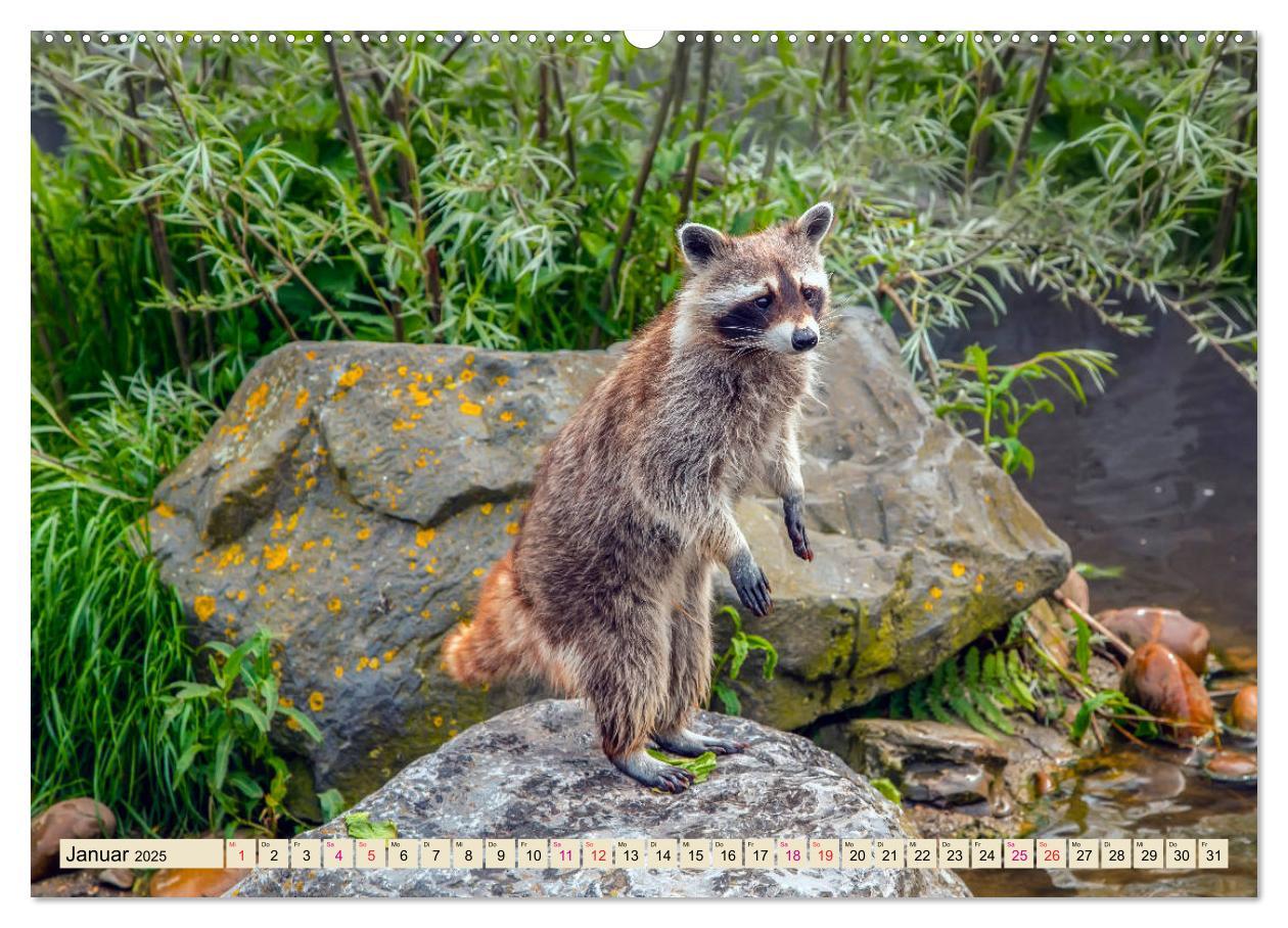 Bild: 9783435334346 | Waschbär - Niedlicher Allesfresser (Wandkalender 2025 DIN A2 quer),...