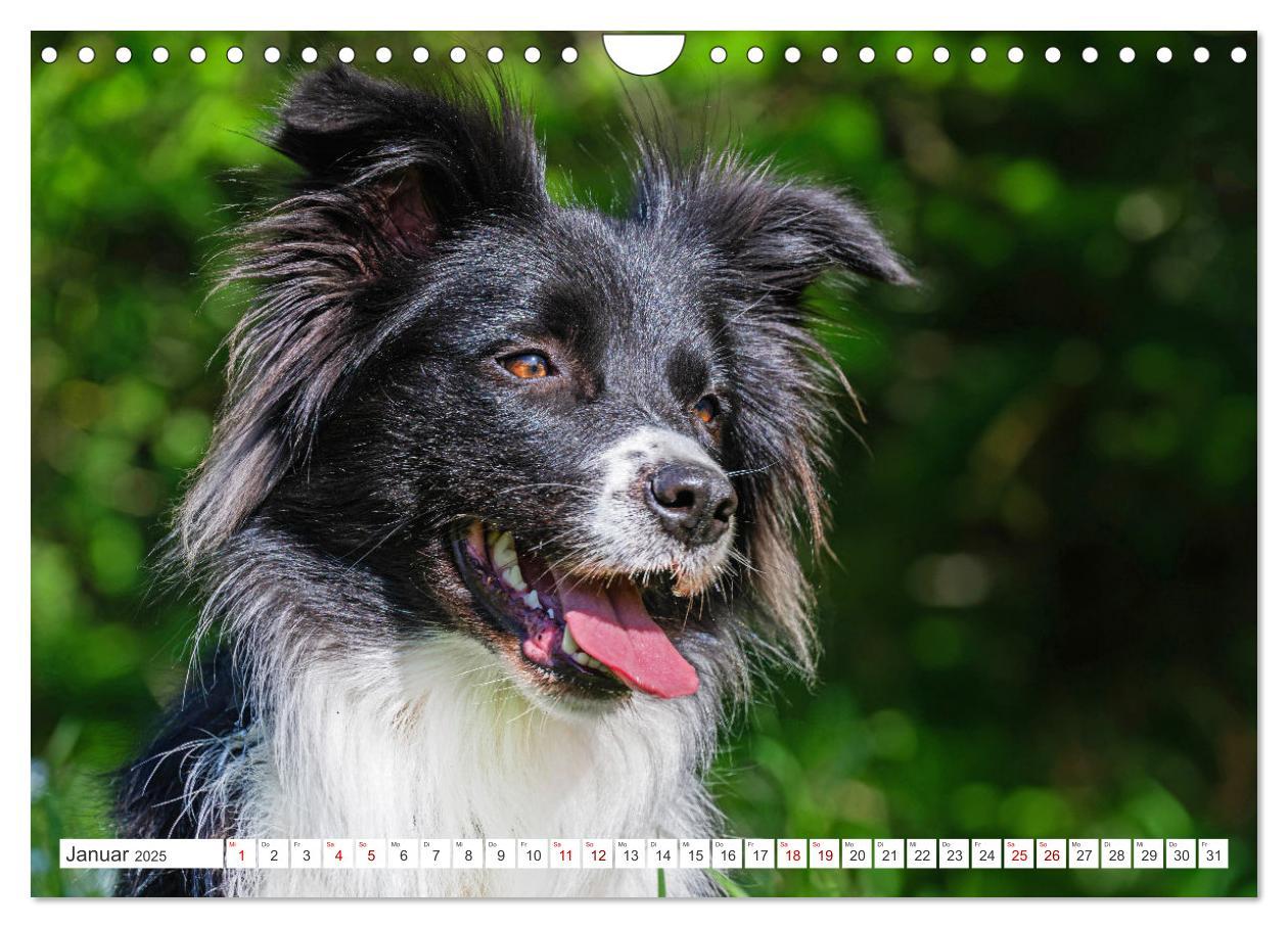 Bild: 9783457157749 | Border Collie - Das Universalgenie unter den Hunden (Wandkalender...