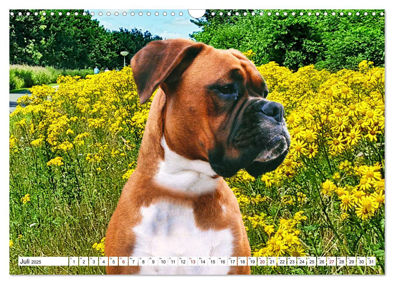 Bild: 9783383947346 | Muskelprotz Boxer (Wandkalender 2025 DIN A3 quer), CALVENDO...