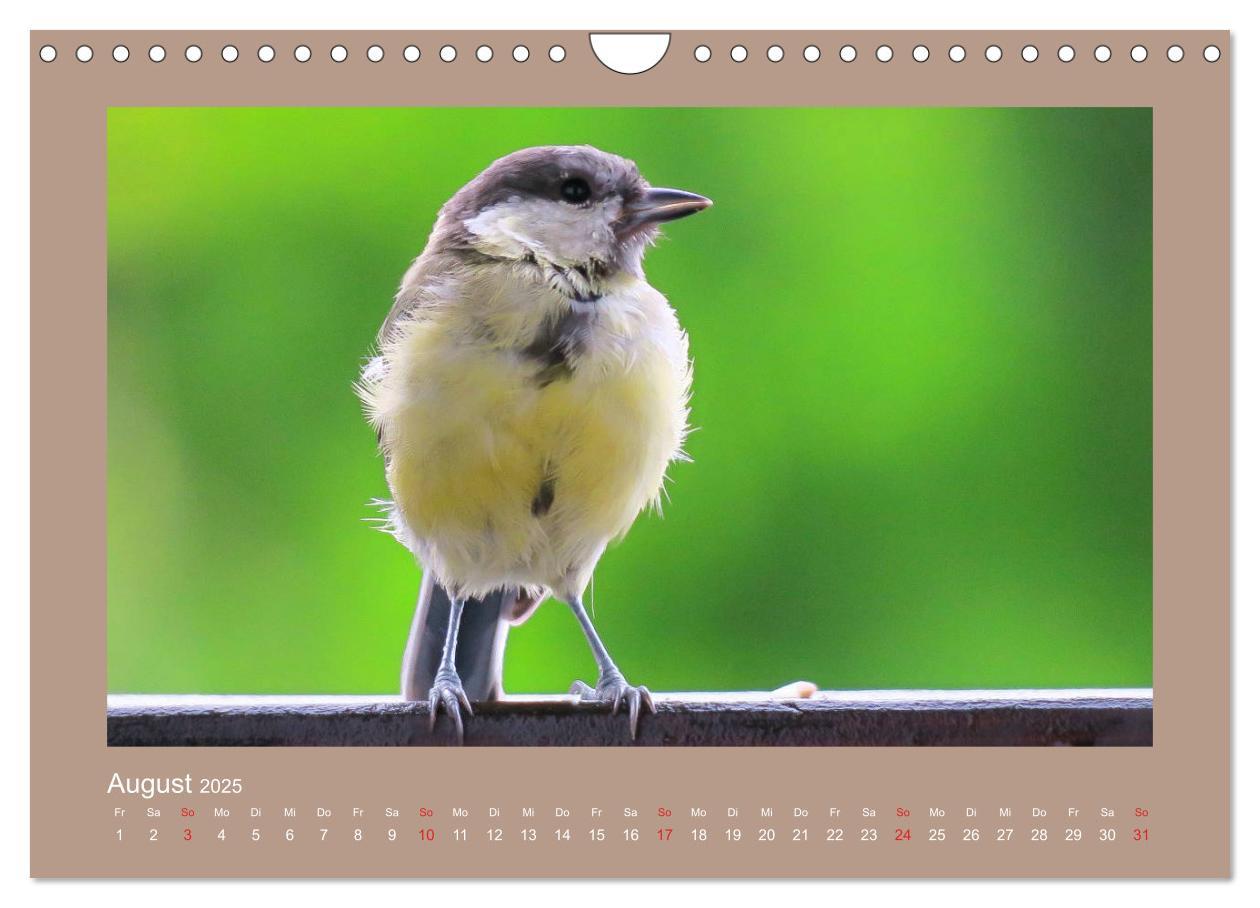 Bild: 9783435206049 | Vogelporträts - Heimische Vögel auf meinem Balkon (Wandkalender...