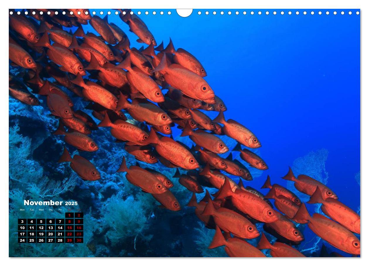 Bild: 9781325939084 | Magical Underwater World (Wall Calendar 2025 DIN A3 landscape),...