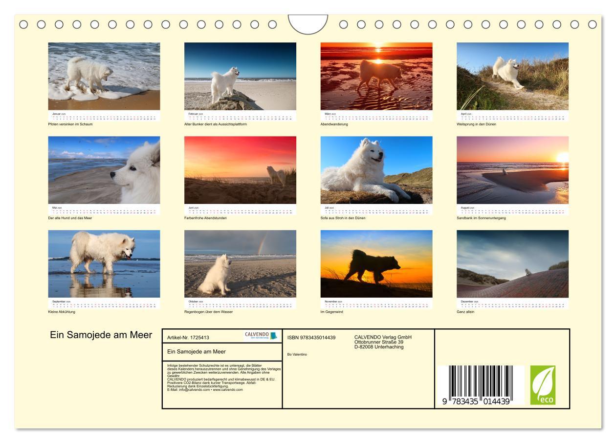 Bild: 9783435014439 | Ein Samojede am Meer (Wandkalender 2025 DIN A4 quer), CALVENDO...