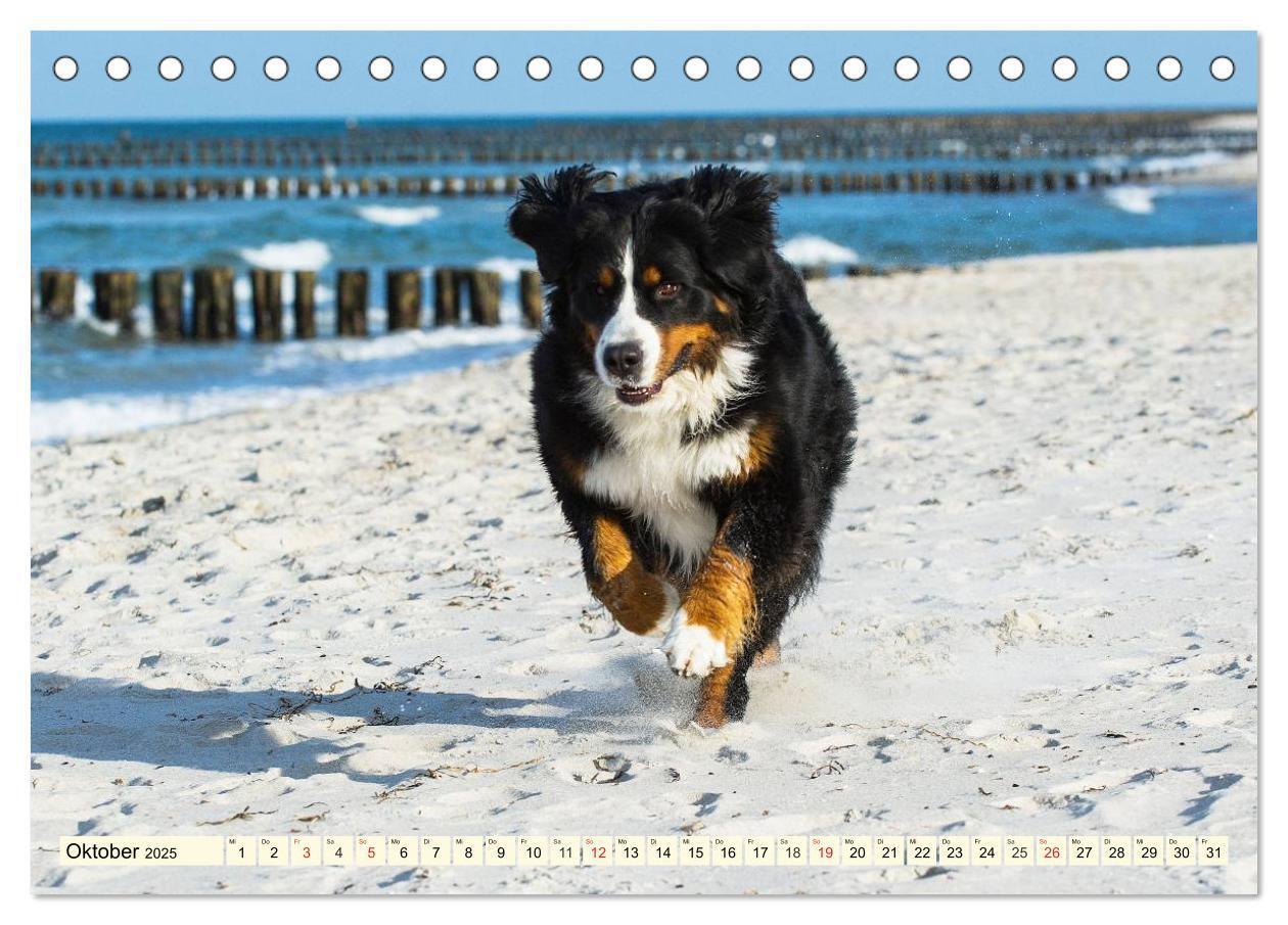 Bild: 9783435515783 | Berner Sennenhunde am Strand (Tischkalender 2025 DIN A5 quer),...