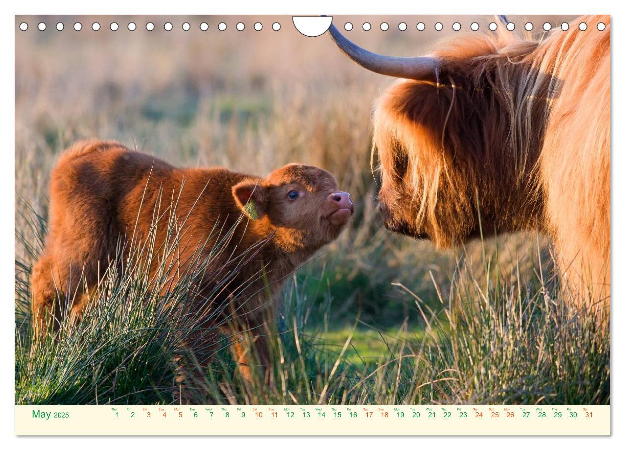 Bild: 9781325956616 | The Hairy Cow Calendar (Wall Calendar 2025 DIN A4 landscape),...