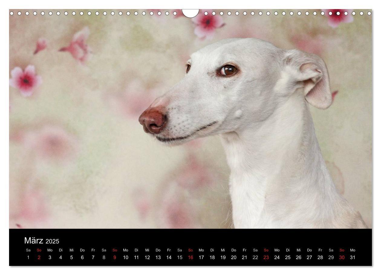 Bild: 9783435775583 | Der Windhundekalender (Wandkalender 2025 DIN A3 quer), CALVENDO...