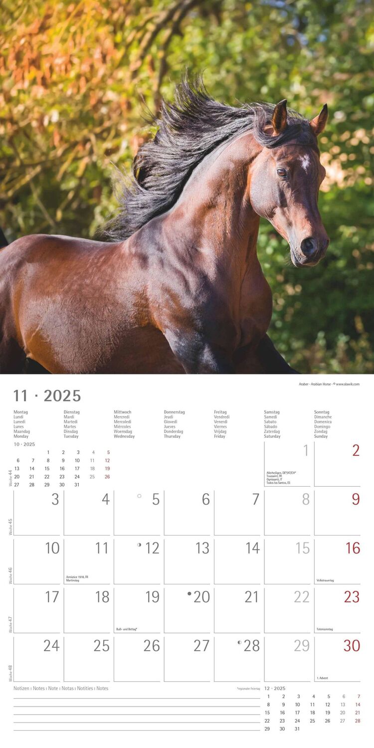 Bild: 4251732340704 | Pferde 2025 - Broschürenkalender 30x30 cm (30x60 geöffnet) -...