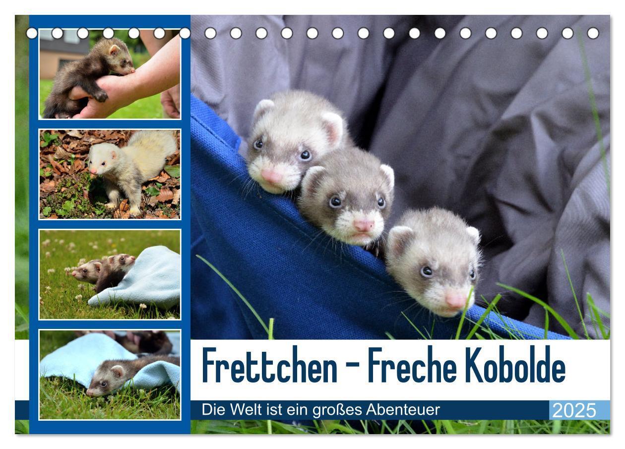 Cover: 9783383987267 | Frettchen - Freche Kobolde (Tischkalender 2025 DIN A5 quer),...