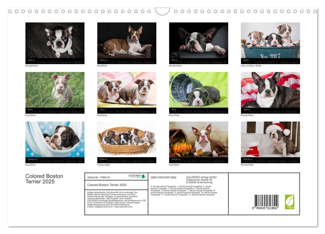 Bild: 9783435613892 | Colored Boston Terrier 2025 (Wandkalender 2025 DIN A3 quer),...