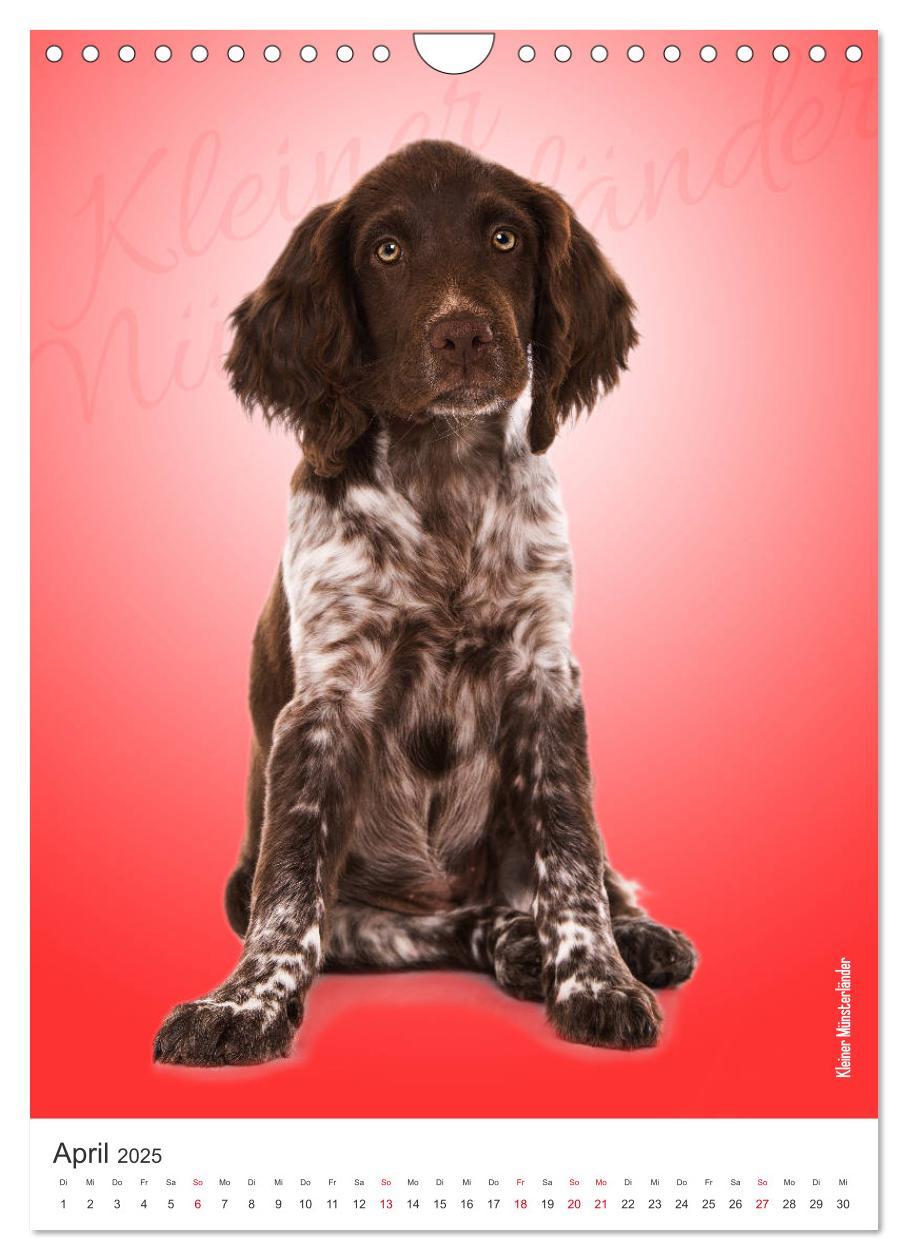 Bild: 9783435969197 | Kunterbunte Hundewelpen (Wandkalender 2025 DIN A4 hoch), CALVENDO...