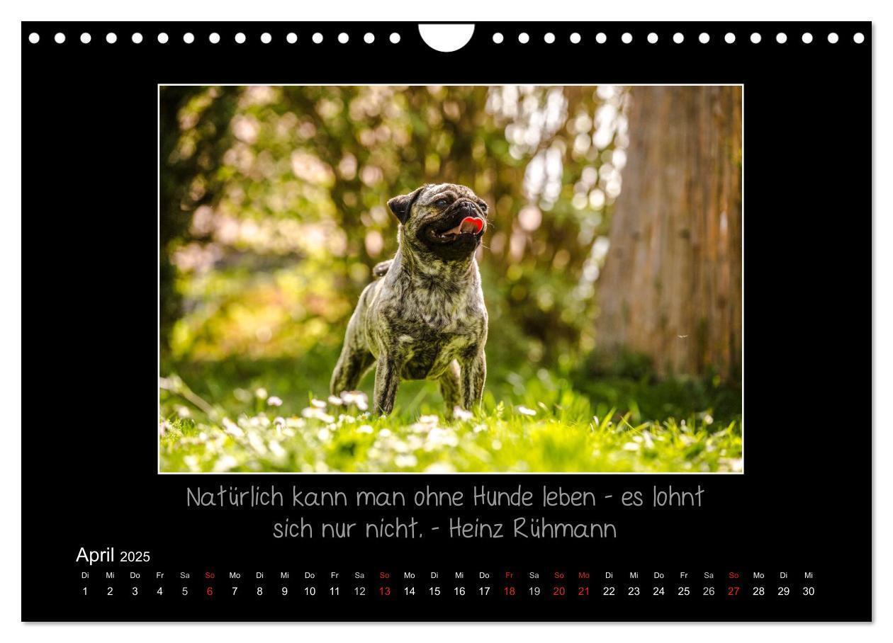 Bild: 9783435713837 | Möpse 2025 (Wandkalender 2025 DIN A4 quer), CALVENDO Monatskalender