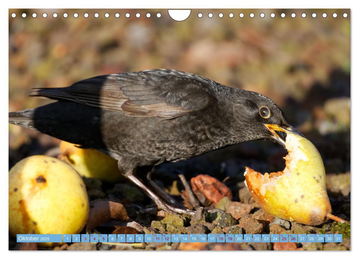 Bild: 9783435026302 | Amsel - Schwarzdrossel fotografiert von Ostfriesenfotografie...