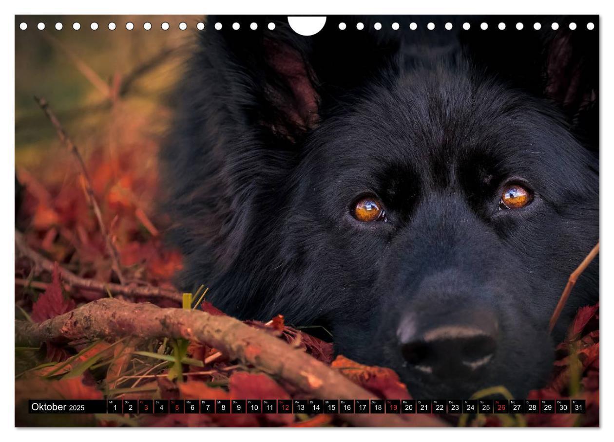 Bild: 9783435573264 | Schwarz ist schön! Der lackschwarze altdeutsche Schäferhund...