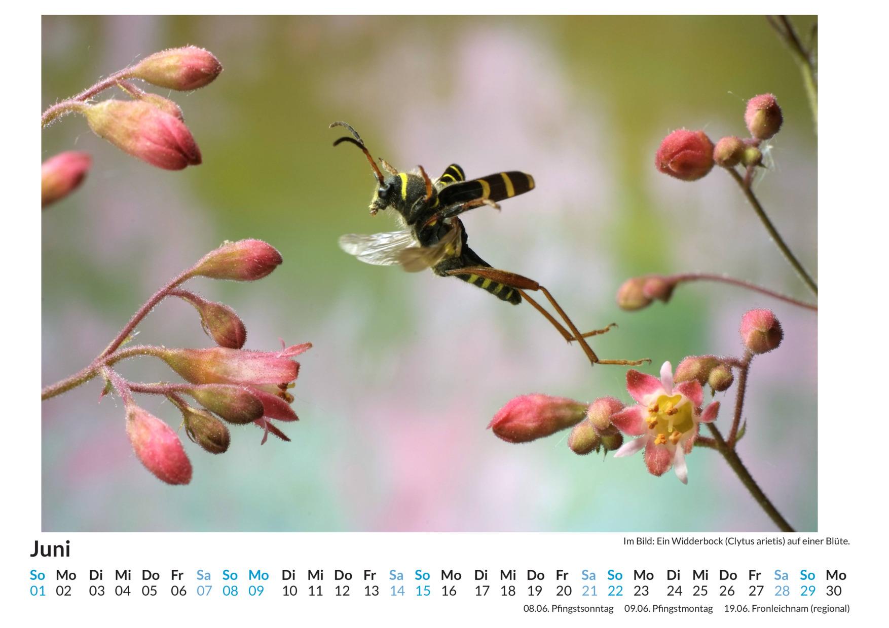 Bild: 9783759123534 | Insekten im Blütenanflug - (Wandkalender 2025, Kalender DIN A4...