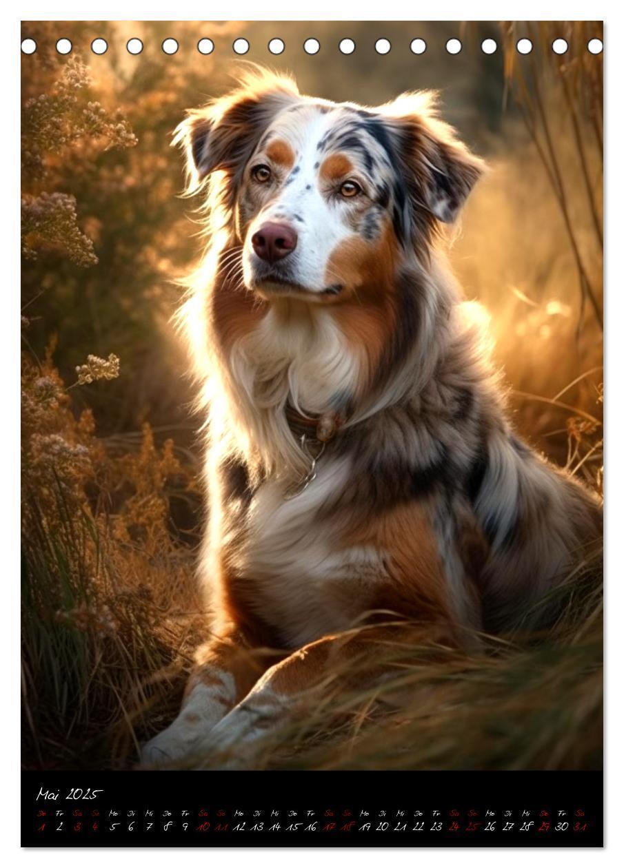 Bild: 9783435877249 | Australian Shepherd (Tischkalender 2025 DIN A5 hoch), CALVENDO...