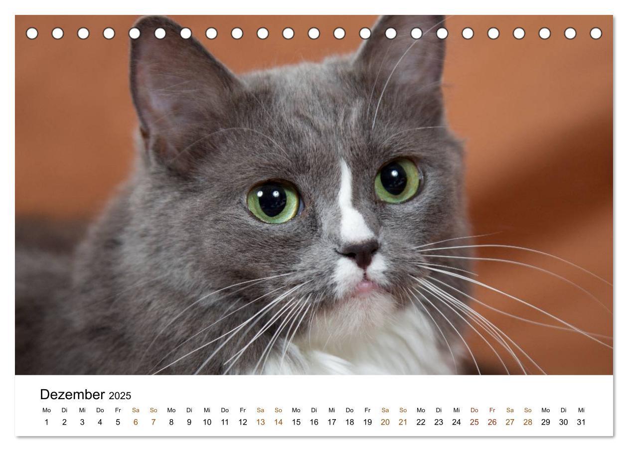 Bild: 9783435752904 | Ragdolls (Tischkalender 2025 DIN A5 quer), CALVENDO Monatskalender