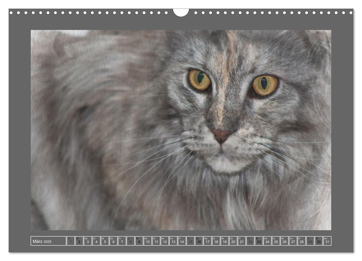 Bild: 9783435024186 | Maine Coon Aquarelle (Wandkalender 2025 DIN A3 quer), CALVENDO...