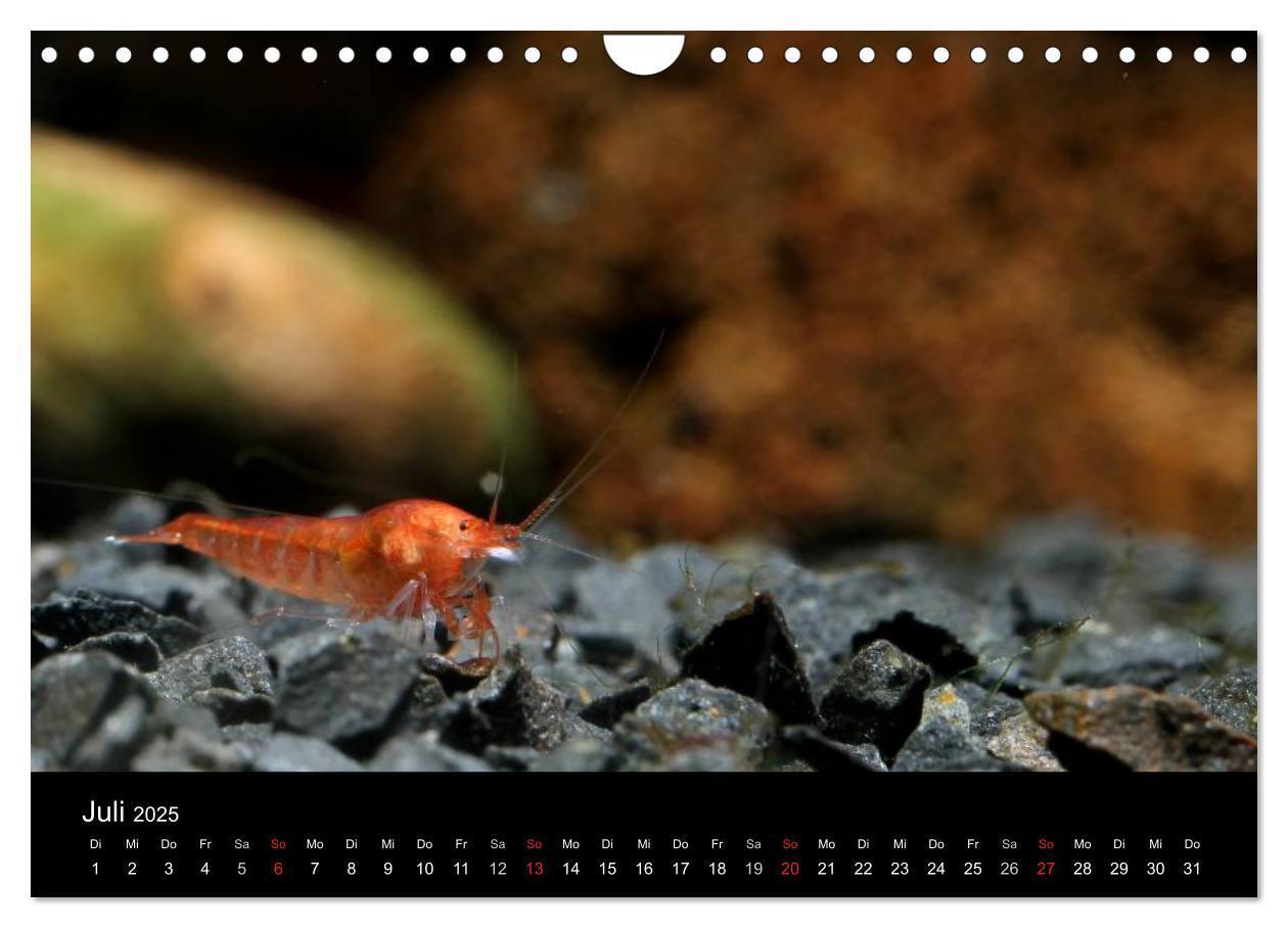 Bild: 9783435562060 | Zwerggarnelen - gepanzerte Juwelen im Aquarium (Wandkalender 2025...