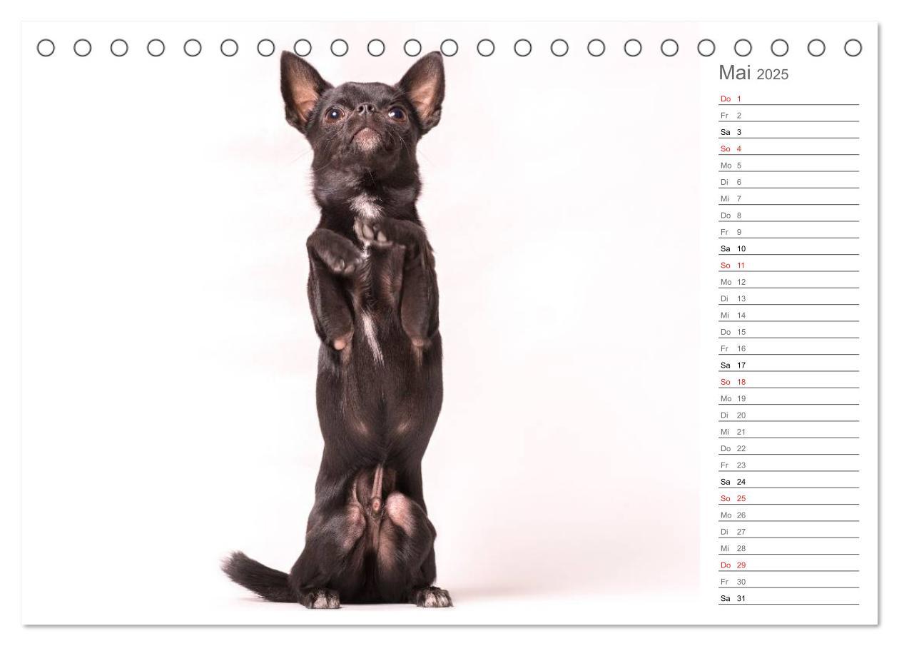 Bild: 9783435527809 | Chihuahua - Die Welt der Kleinen (Tischkalender 2025 DIN A5 quer),...