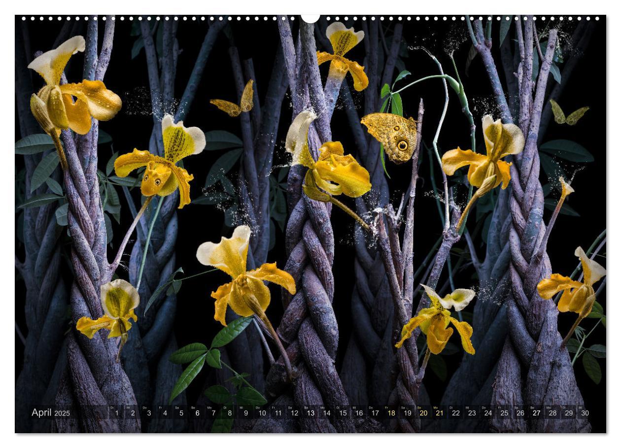 Bild: 9783383853258 | Orchidea (Wandkalender 2025 DIN A2 quer), CALVENDO Monatskalender