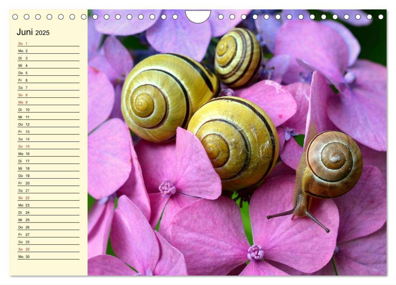 Bild: 9783435529445 | Schnecken. Witzige Schleimer (Wandkalender 2025 DIN A4 quer),...