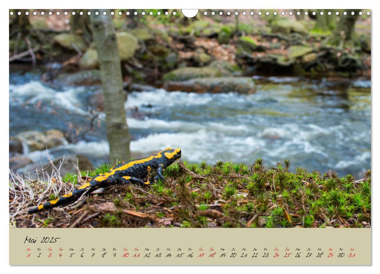 Bild: 9783435172849 | Feuersalamander - Liebenswerte Heimlichtuer (Wandkalender 2025 DIN...