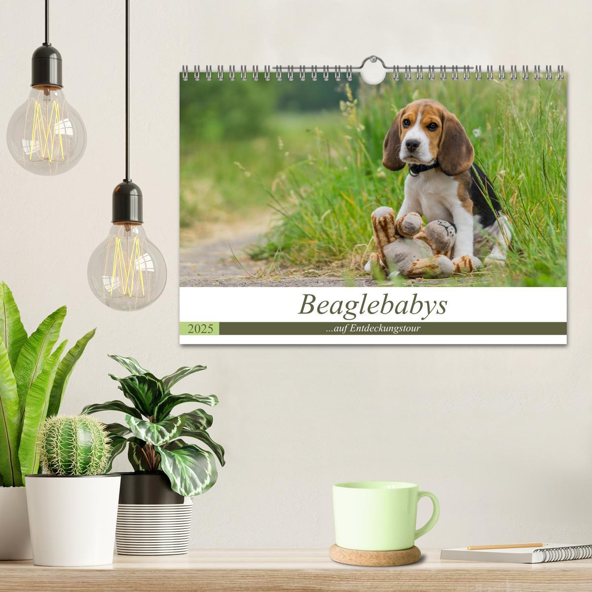 Bild: 9783435574896 | Beaglebabys auf Entdeckungstour (Wandkalender 2025 DIN A4 quer),...