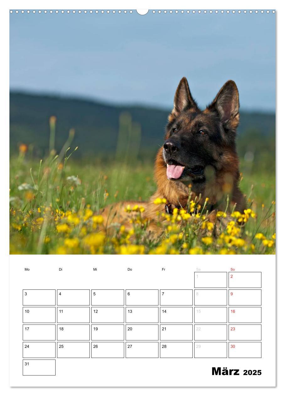 Bild: 9783457025895 | Deutsche Schäferhunde - Seelentröster auf vier Pfoten (Wandkalender...