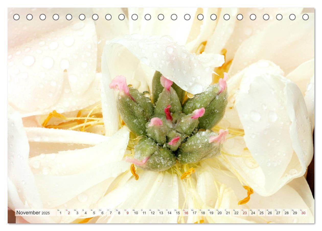 Bild: 9783435283996 | PFINGSTROSEN Rosen ohne Dornen (Tischkalender 2025 DIN A5 quer),...