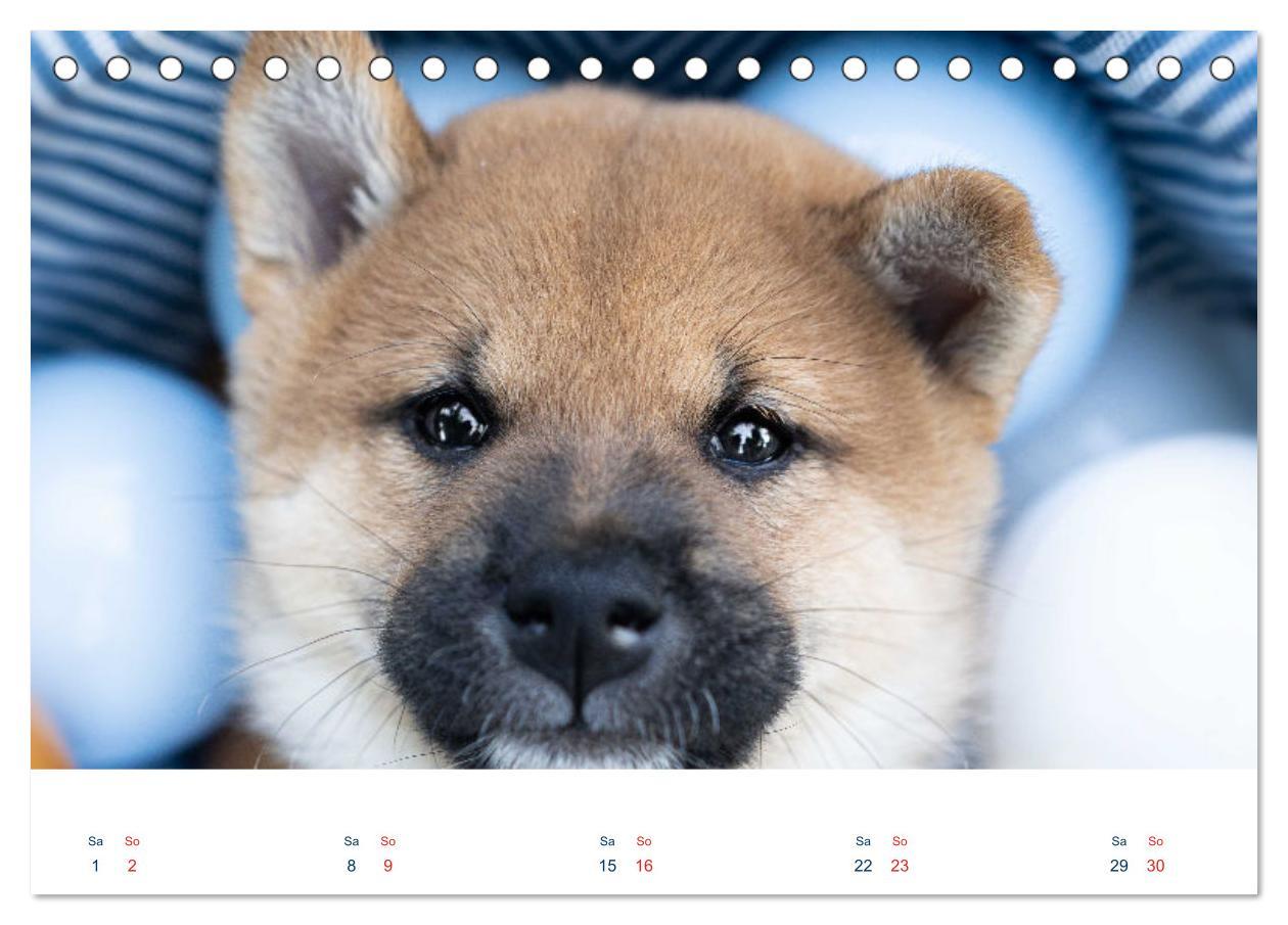 Bild: 9783457234181 | Shiba Inu - mutig, treu, selbstbewusst (Tischkalender 2025 DIN A5...