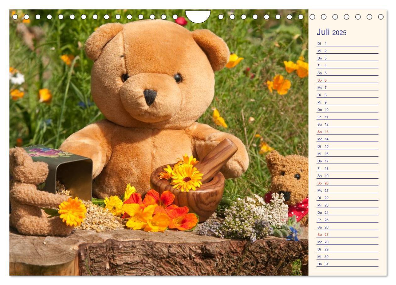 Bild: 9783435508235 | Geliebte Bären - Teddys (Wandkalender 2025 DIN A4 quer), CALVENDO...