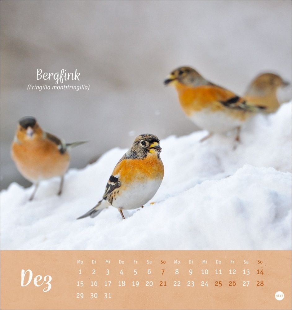 Bild: 9783756407125 | Vögel in unseren Gärten Postkartenkalender 2025 | Kalender | 13 S.