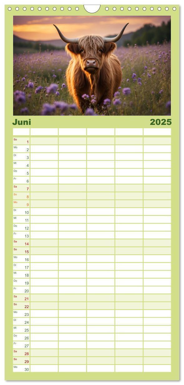 Bild: 9783457135563 | Familienplaner 2025 - Highland Kühe mit 5 Spalten (Wandkalender, 21...