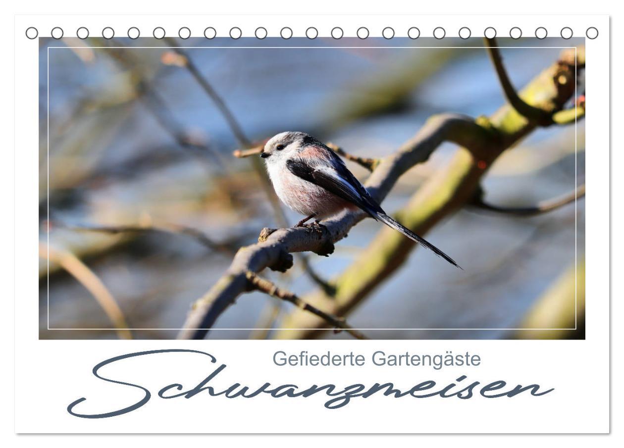 Cover: 9783435143597 | Gefiederte Gartengäste, Schwanzmeisen (Tischkalender 2025 DIN A5...